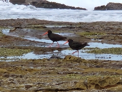 Haematopus fuliginosus