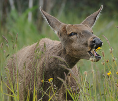 Hippocamelus bisulcus