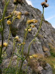 Cirsium erisithales