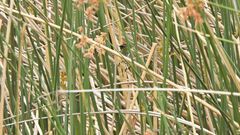 Tachuris rubrigastra