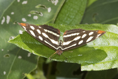 Catonephele mexicana