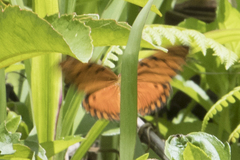 Heliconiinae