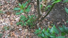 Phytolacca dioica