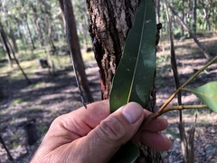 Corymbia