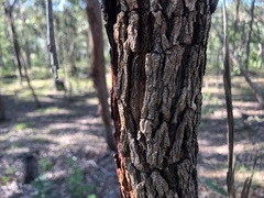 Corymbia