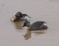 Poliocephalus poliocephalus