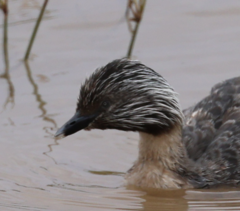 Poliocephalus poliocephalus