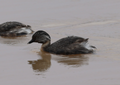 Poliocephalus poliocephalus