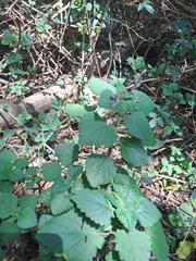 Equilabium petiolare