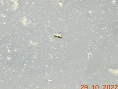 Limnogonus