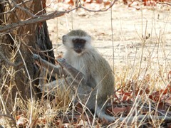 Chlorocebus pygerythrus