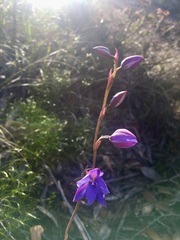 Thelymitra ixioides