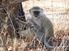 Chlorocebus pygerythrus