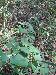 Equilabium petiolare