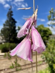Dierama