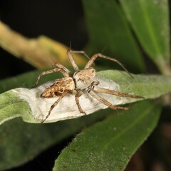 Oxyopes variabilis