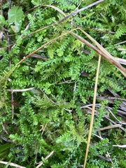 Selaginella helvetica