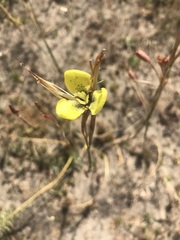 Moraea bellendenii