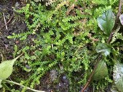 Selaginella helvetica