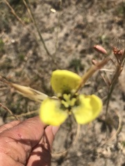 Moraea bellendenii