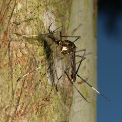 Toxorhynchites speciosus