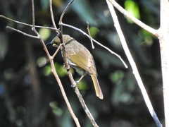 Meliphaga notata