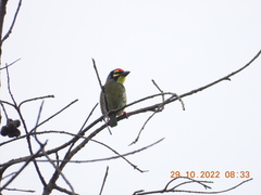 Psilopogon haemacephalus