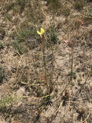 Moraea bellendenii