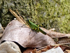 Chromacris psittacus