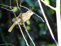 Meliphaga notata
