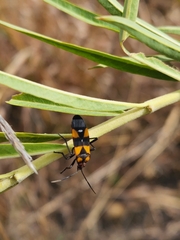 Oncopeltus famelicus