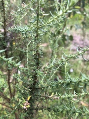 Olearia tubuliflora
