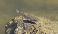 Tetractenos hamiltoni