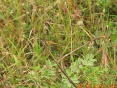 Indothemis carnatica