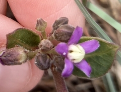 Raphionacme hirsuta