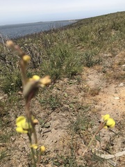 Moraea bellendenii
