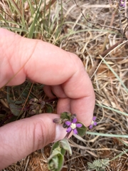 Raphionacme hirsuta