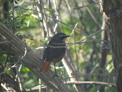 Cossypha caffra caffra