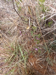 Raphionacme hirsuta