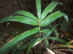 Arundinaria tecta
