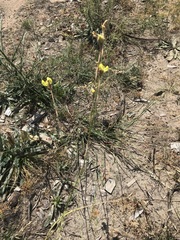 Moraea bellendenii