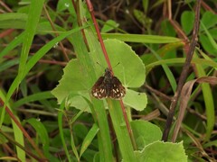 Ampittia dioscorides