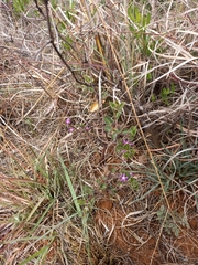 Raphionacme hirsuta