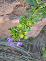 Teedia