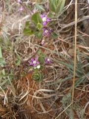 Raphionacme hirsuta
