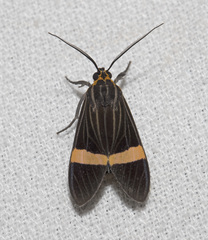 Aclytia