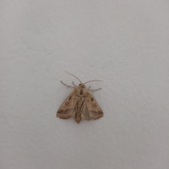 Gortyna xanthenes