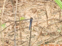 Indothemis carnatica