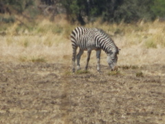 Equus quagga