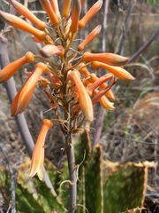 Aloe greatheadii